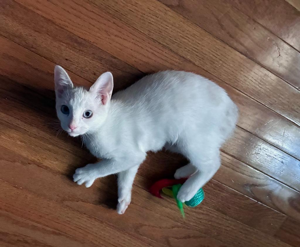 Enlarge Imara26, a Adoptable Manx in Youngsville, NC image 3/3