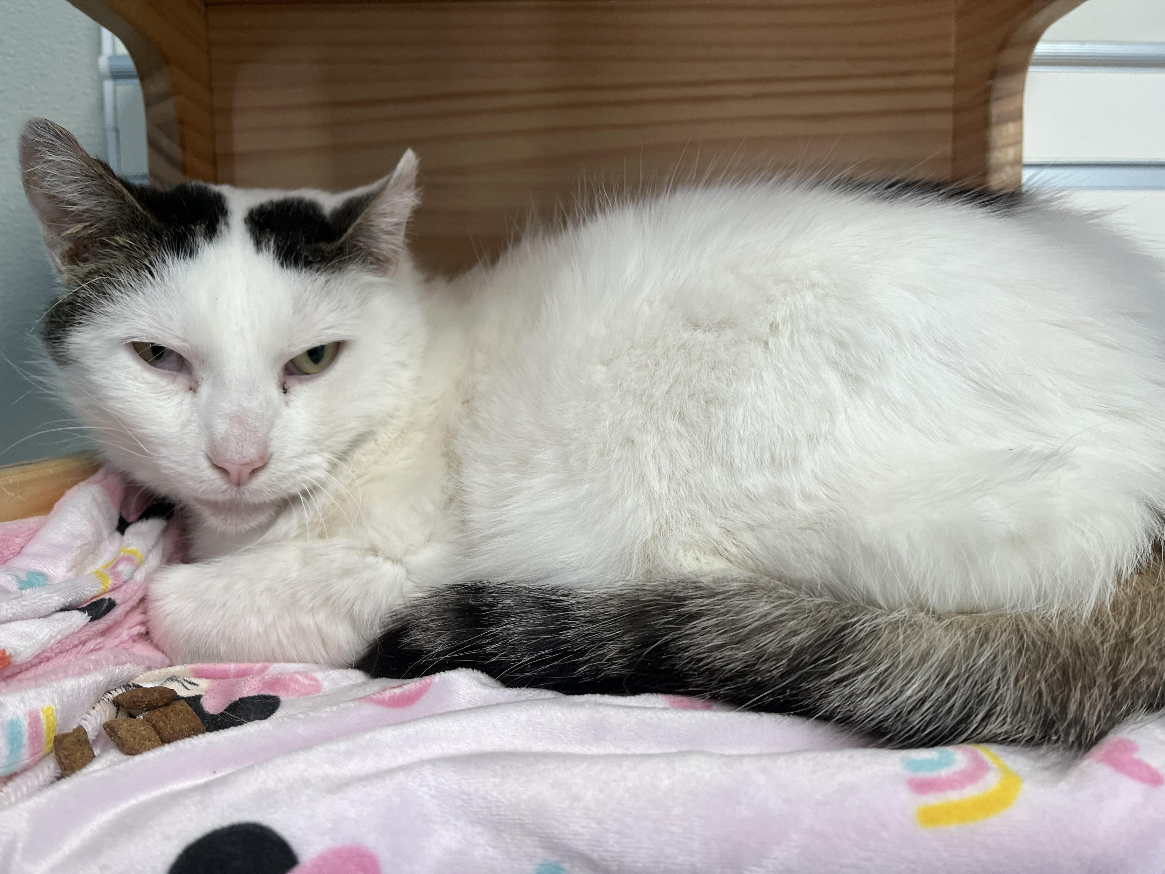 Enlarge Fanta, a ADOPTABLE Domestic Short Hair in New Philadelphia, OH image 1/1