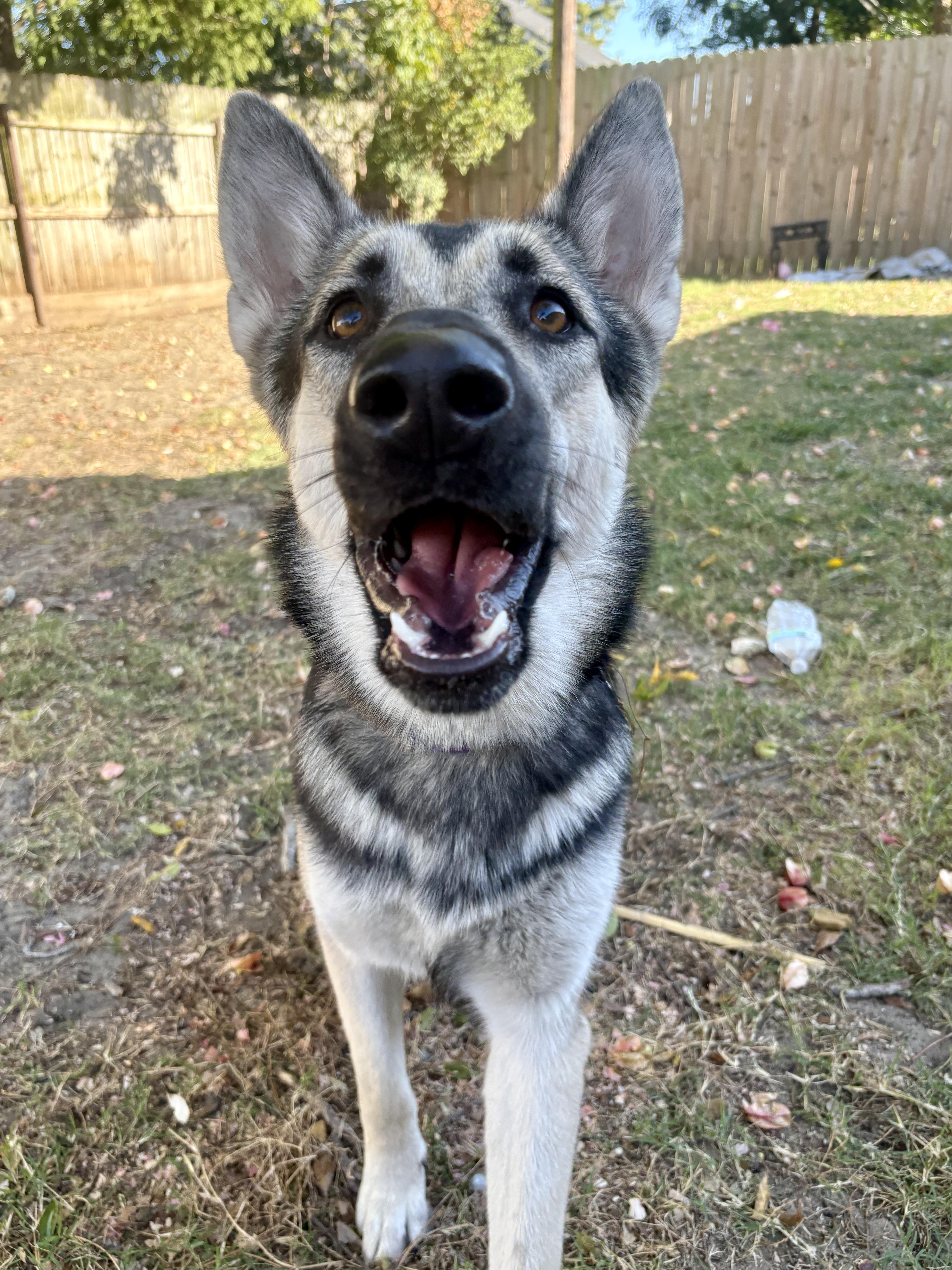 Sasha sweet German Shepherd, Adoptable, Young Female German Shepherd Dog.