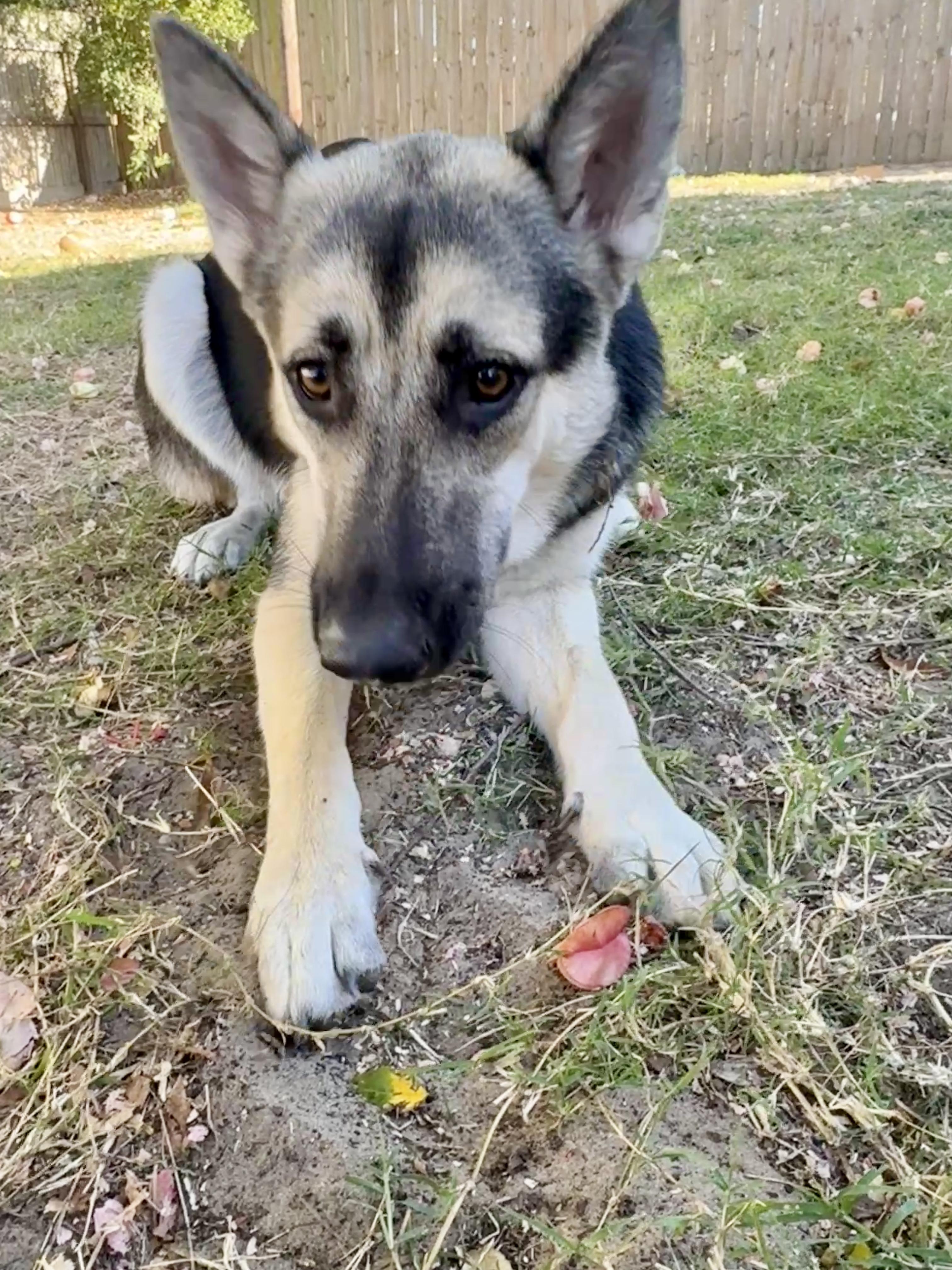 Enlarge Sasha sweet German Shepherd, a Adoptable German Shepherd Dog in Metairie, LA image 2/5