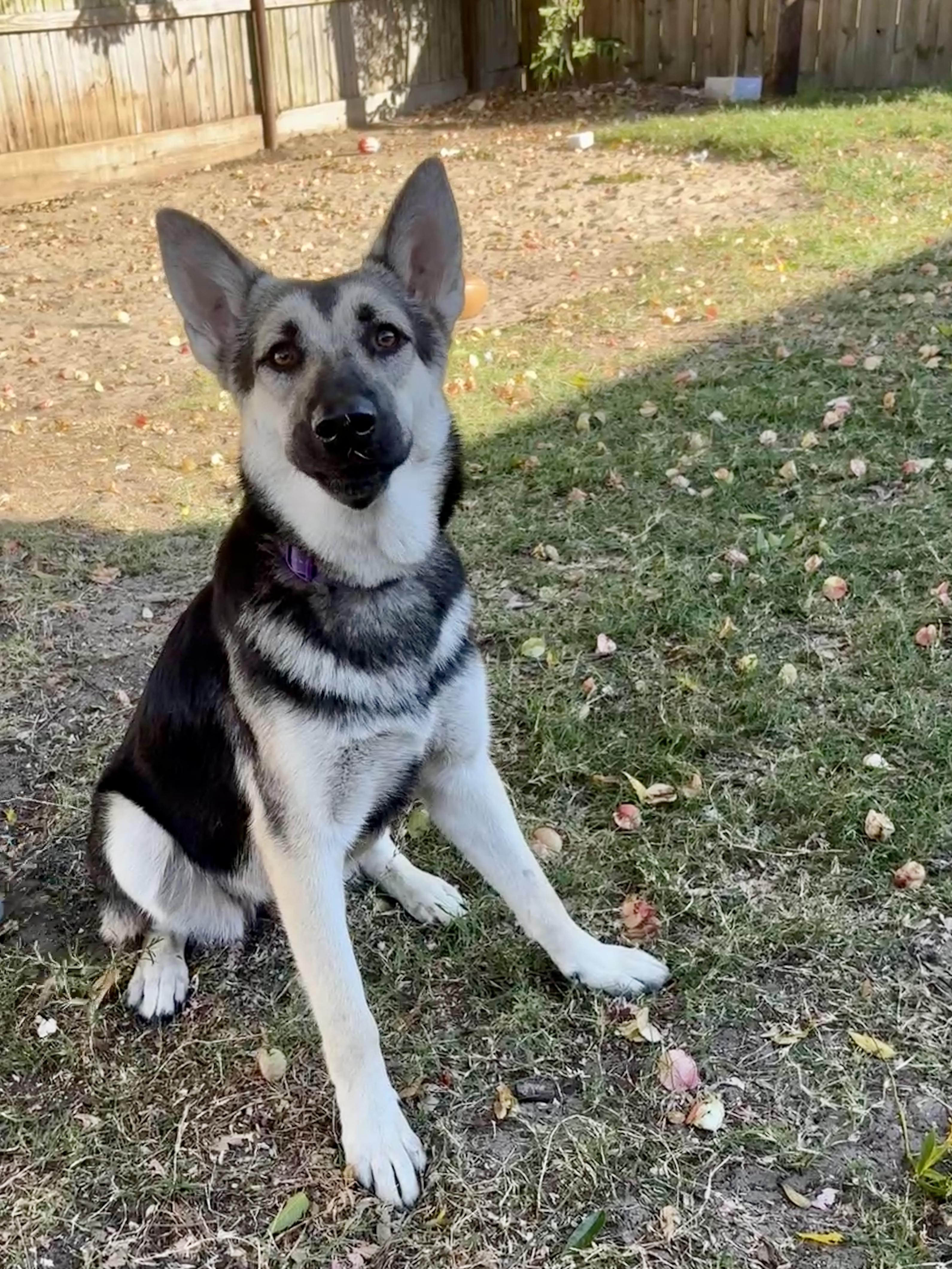 Enlarge Sasha sweet German Shepherd, a Adoptable German Shepherd Dog in Metairie, LA image 4/5