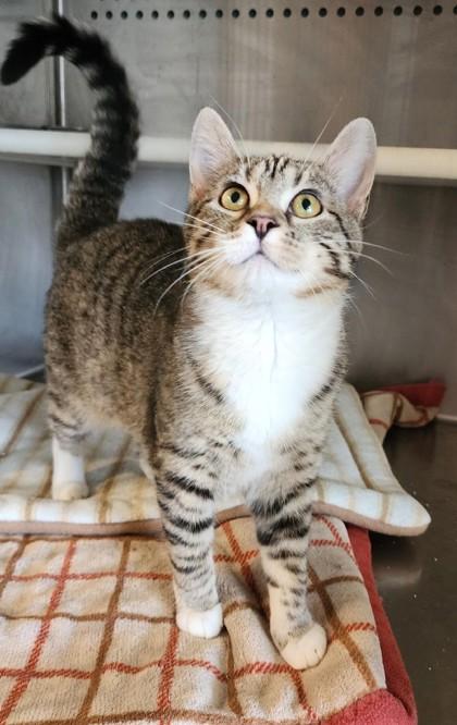 Maggie, ADOPTABLE, Kitten Female Domestic Short Hair & Tabby.
