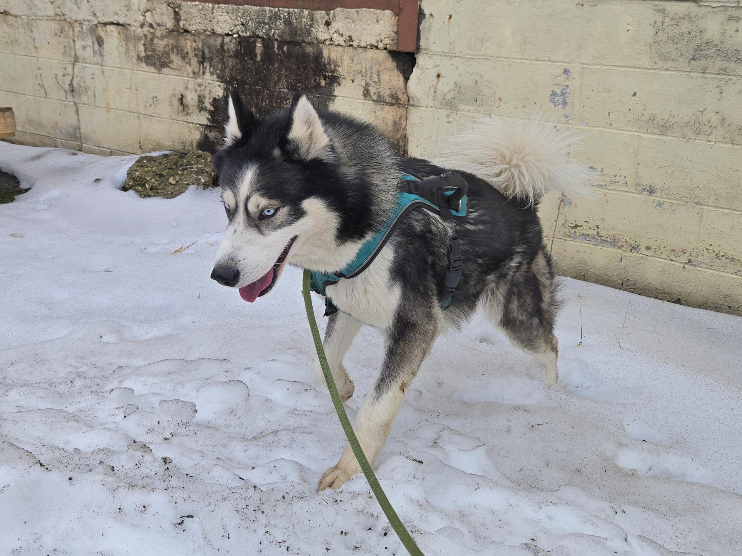 Bernie, ADOPTABLE, Young Male Husky.
