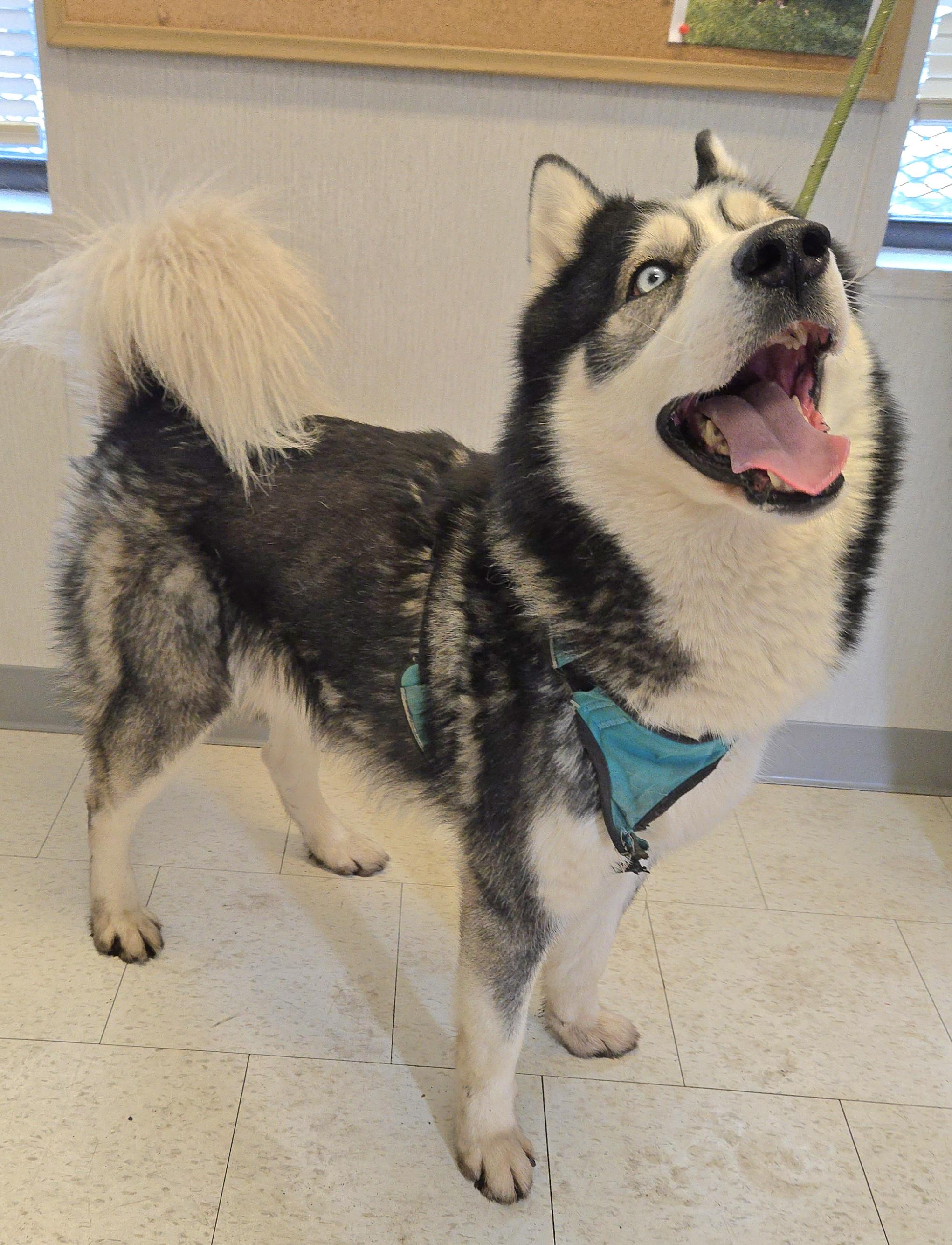 Enlarge Bernie, a ADOPTABLE Husky in Trenton, NJ image 2/2