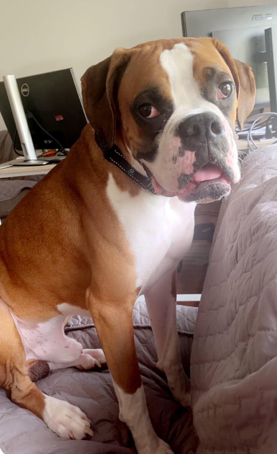Apollo, Adopted, Young Male Boxer.