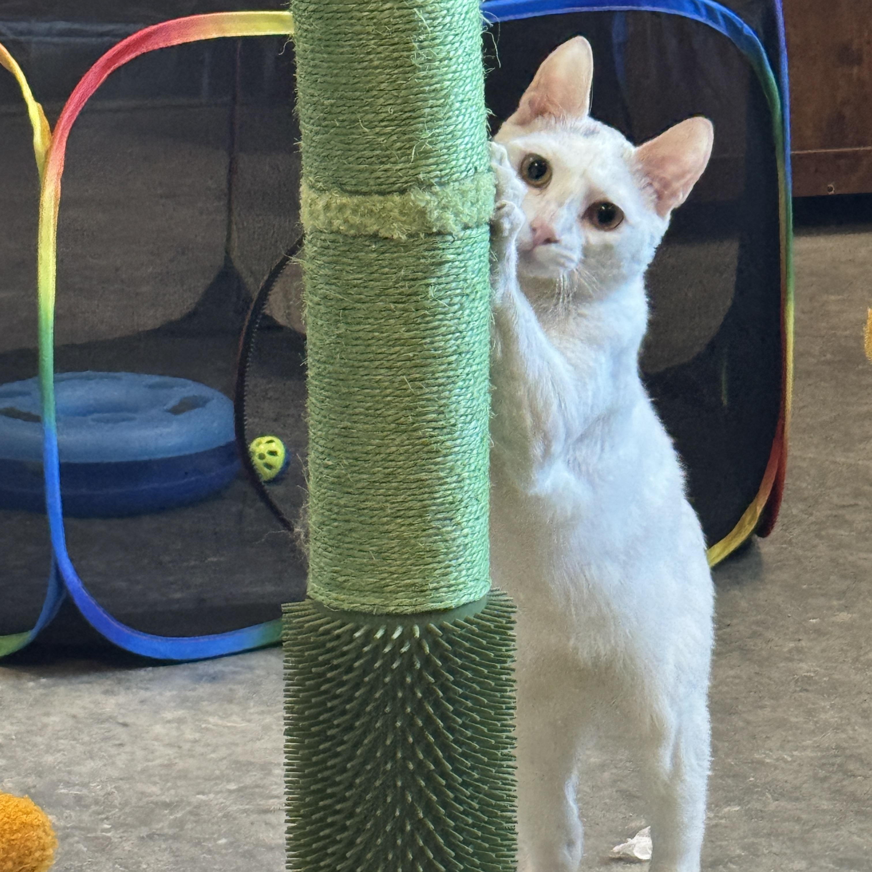 Enlarge Lucky, a Adopted mixed breed in Webster, TX image 2/3