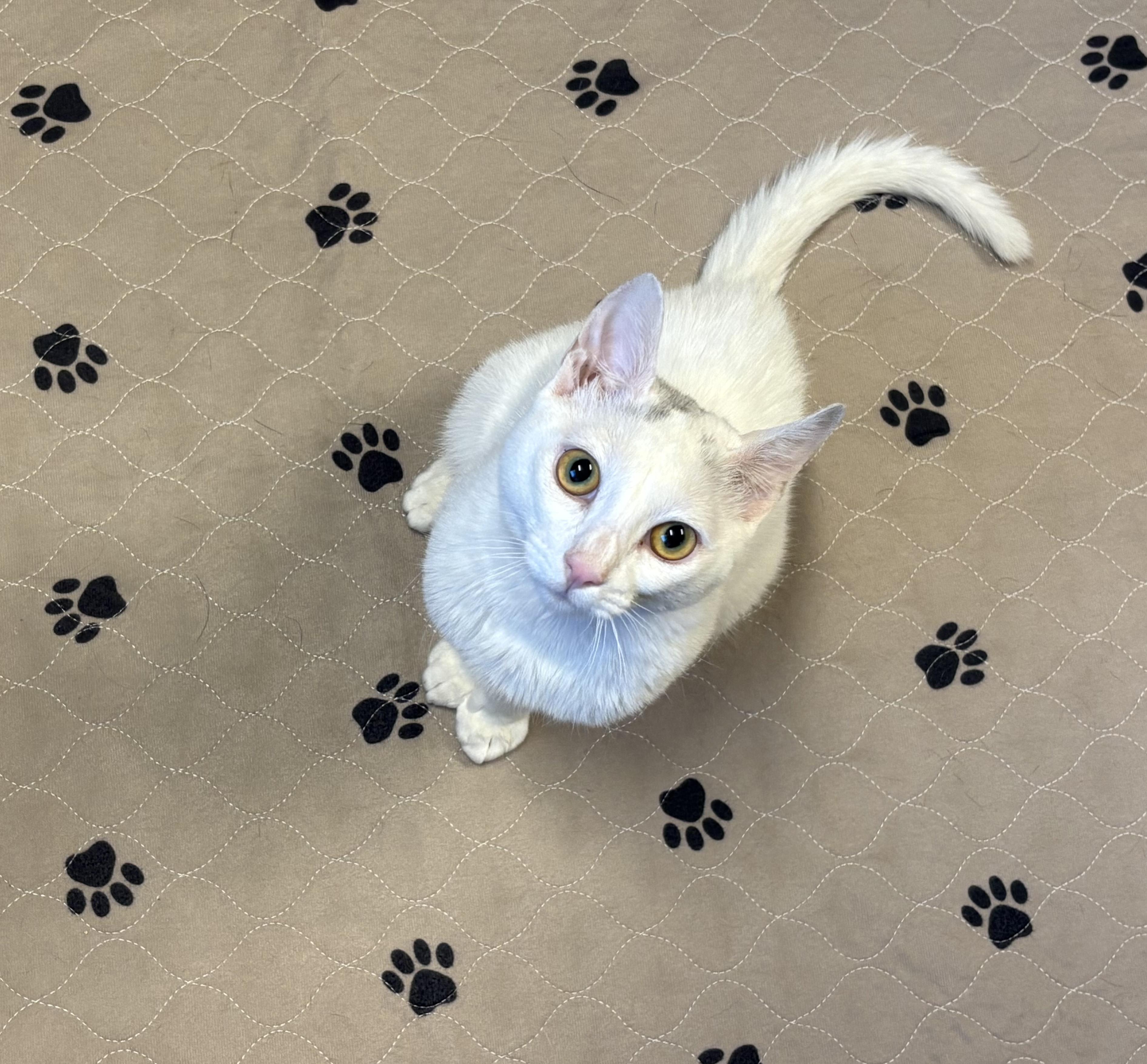 Enlarge Lucky, a Adopted mixed breed in Webster, TX image 3/3