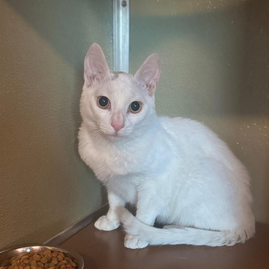 Lucky, Adopted, Adult Male Domestic Medium Hair.