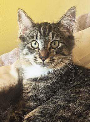 Honey Bee, Adoptable, Kitten Female Tabby.