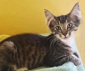 Enlarge Honey Bee, a Adoptable Tabby in Tiburon, CA image 3/4