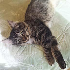 Enlarge Honey Bee, a Adoptable Tabby in Tiburon, CA image 2/4