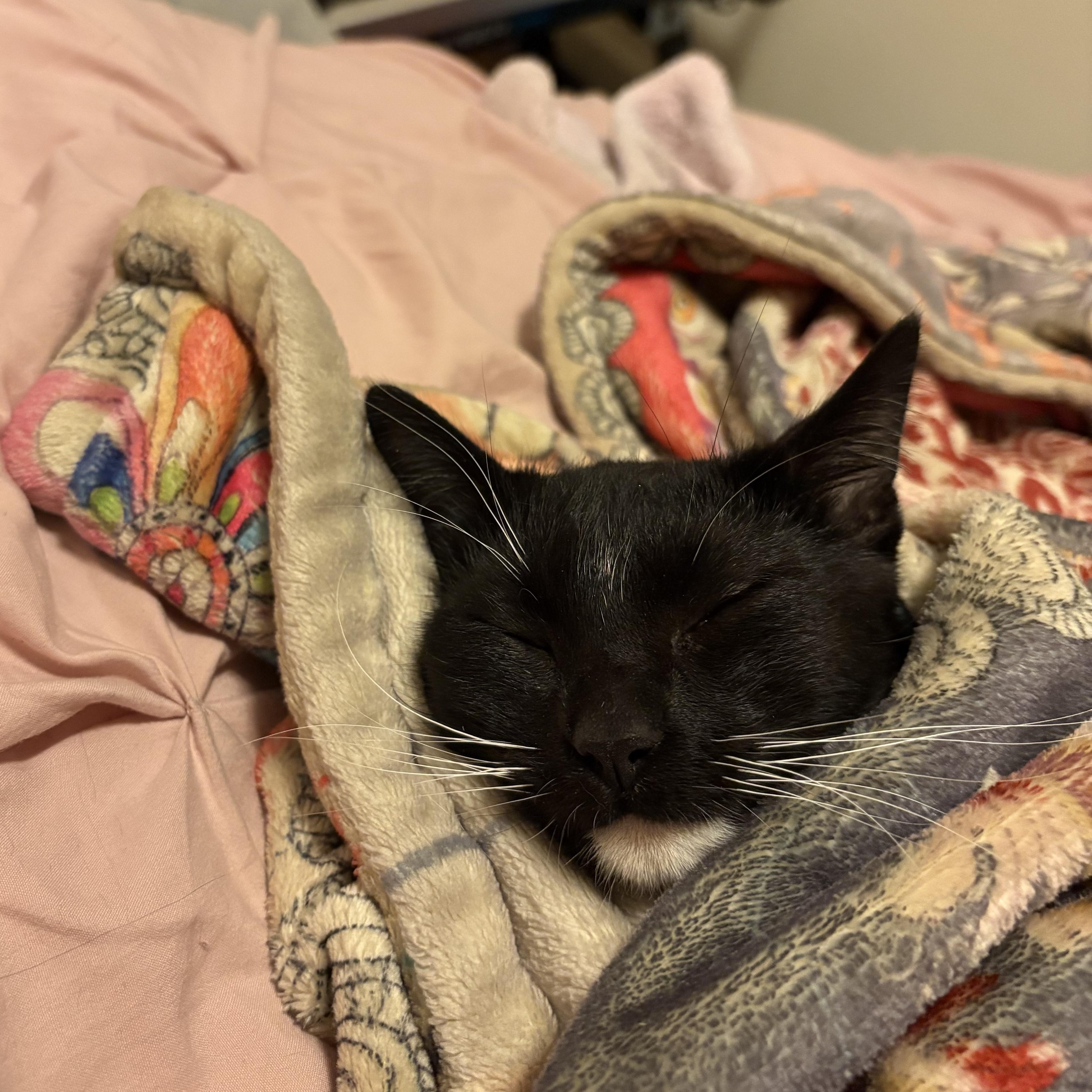 Enlarge Pippi, a ADOPTABLE Domestic Short Hair in Milwaukee, WI image 5/5