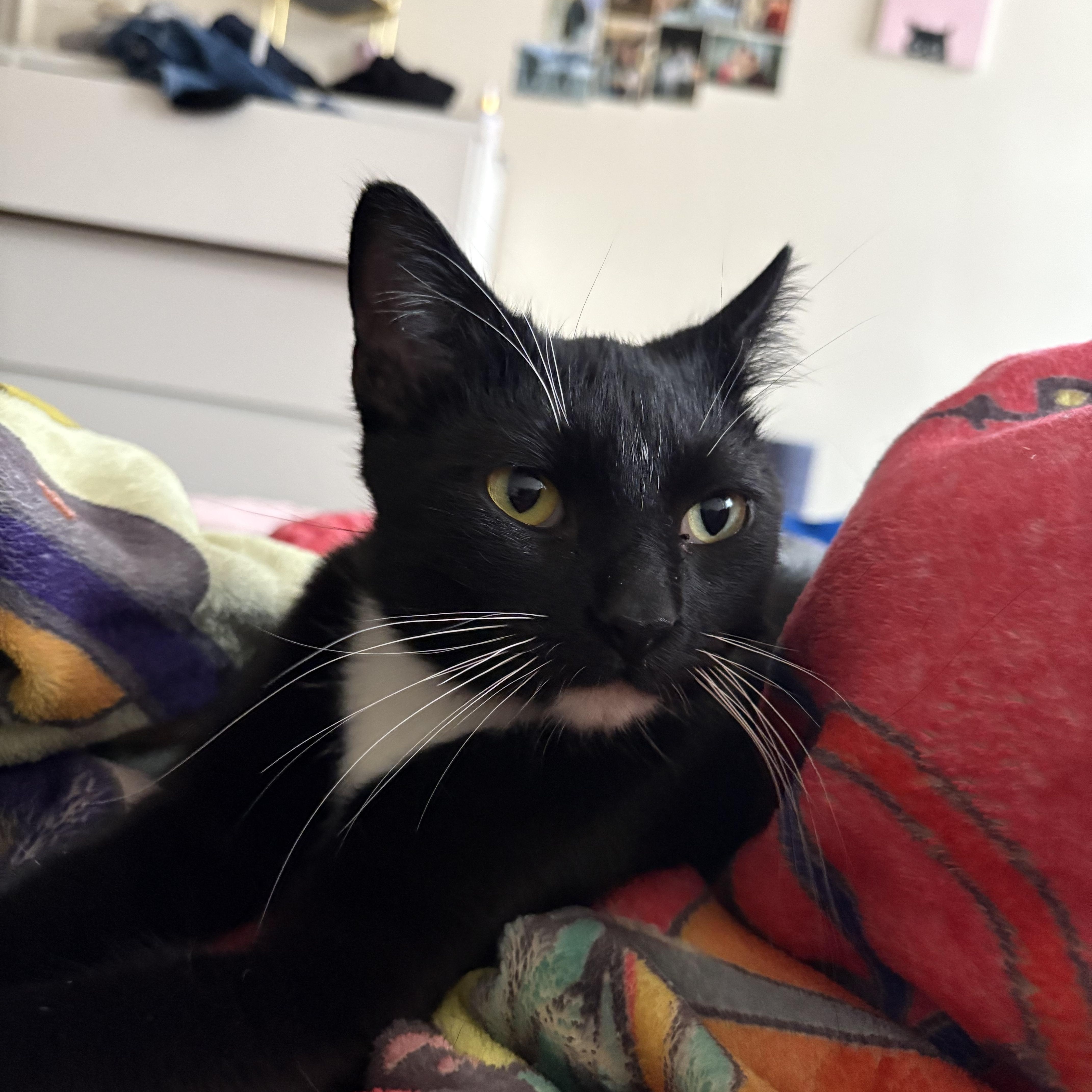 Enlarge Pippi, a ADOPTABLE Domestic Short Hair in Milwaukee, WI image 1/5