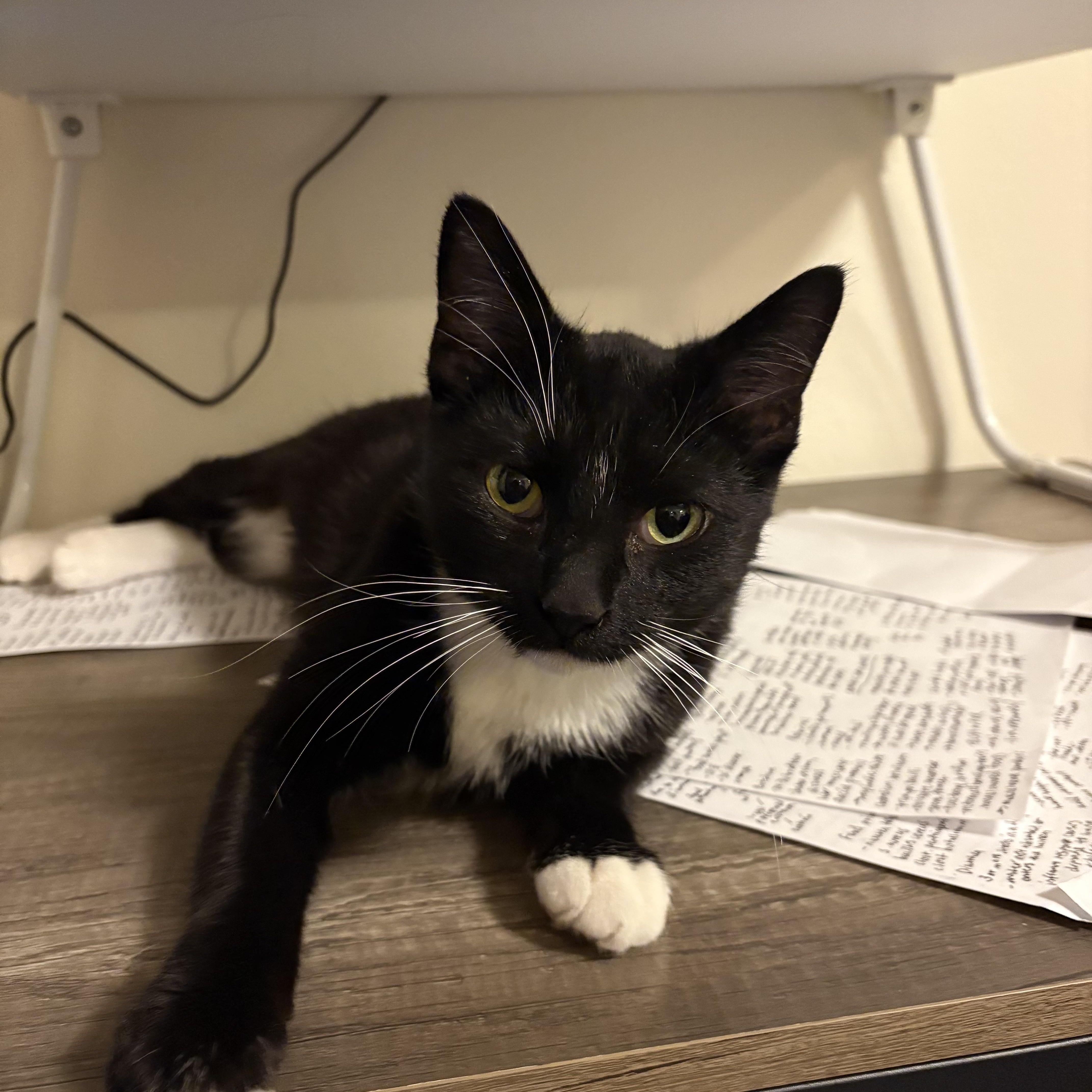 Enlarge Pippi, a ADOPTABLE Domestic Short Hair in Milwaukee, WI image 2/5