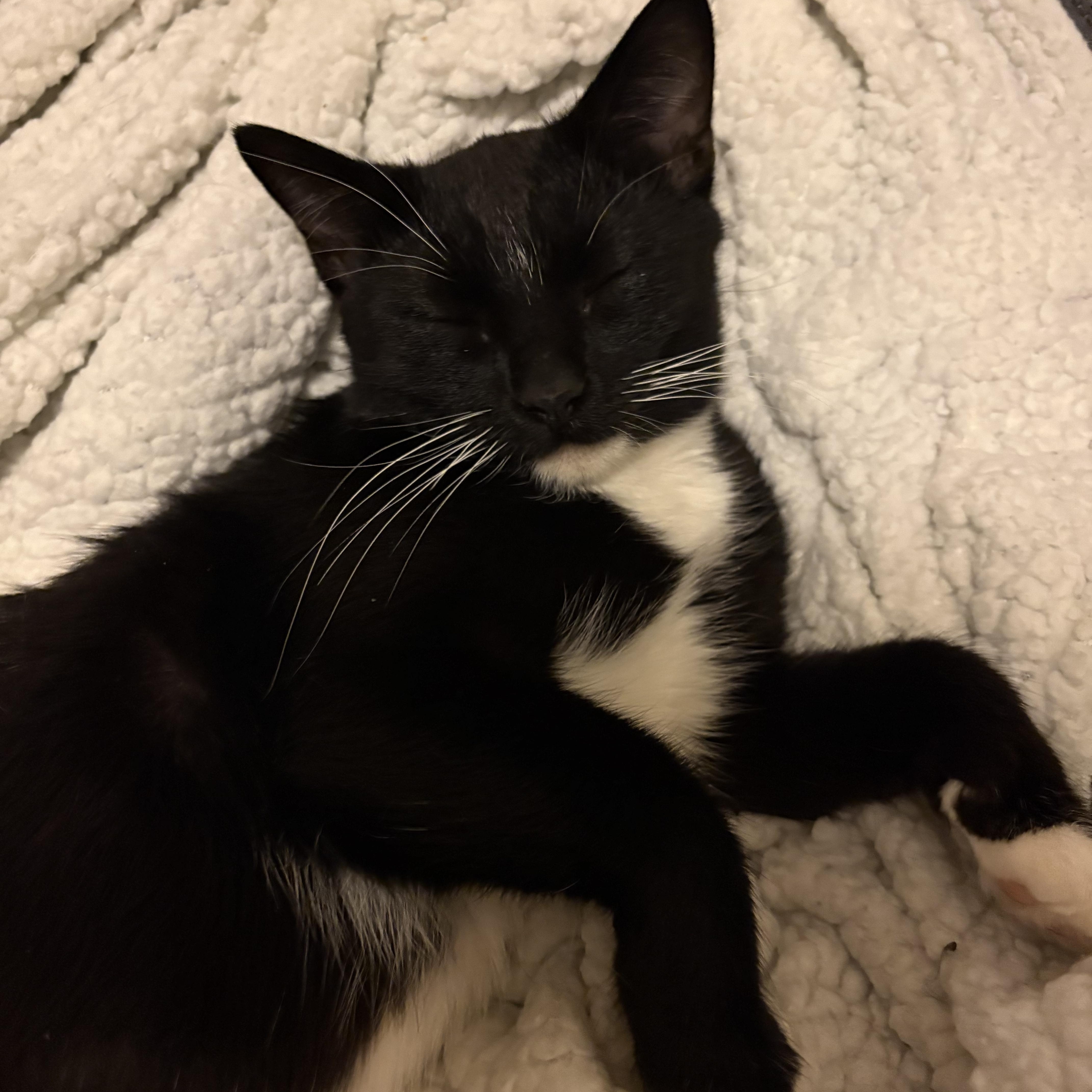 Enlarge Pippi, a ADOPTABLE Domestic Short Hair in Milwaukee, WI image 4/5