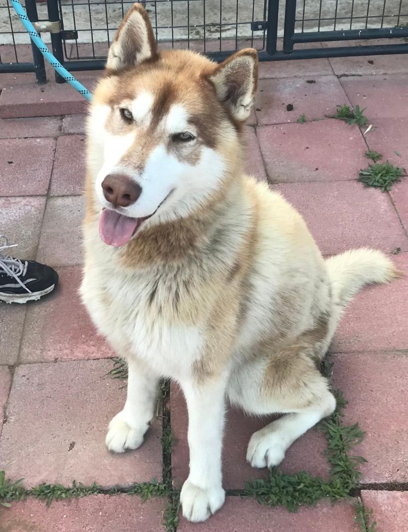 Enlarge TOBY , a Adoptable Husky in Pittsburg, CA image 1/5