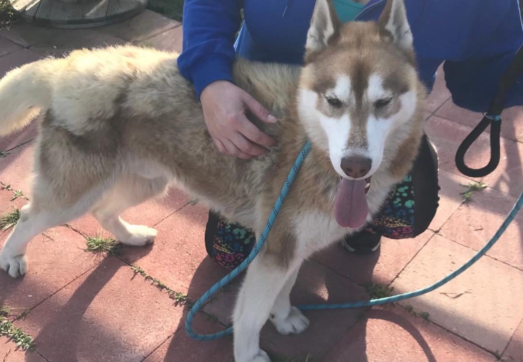 Enlarge TOBY , a Adoptable Husky in Pittsburg, CA image 2/5