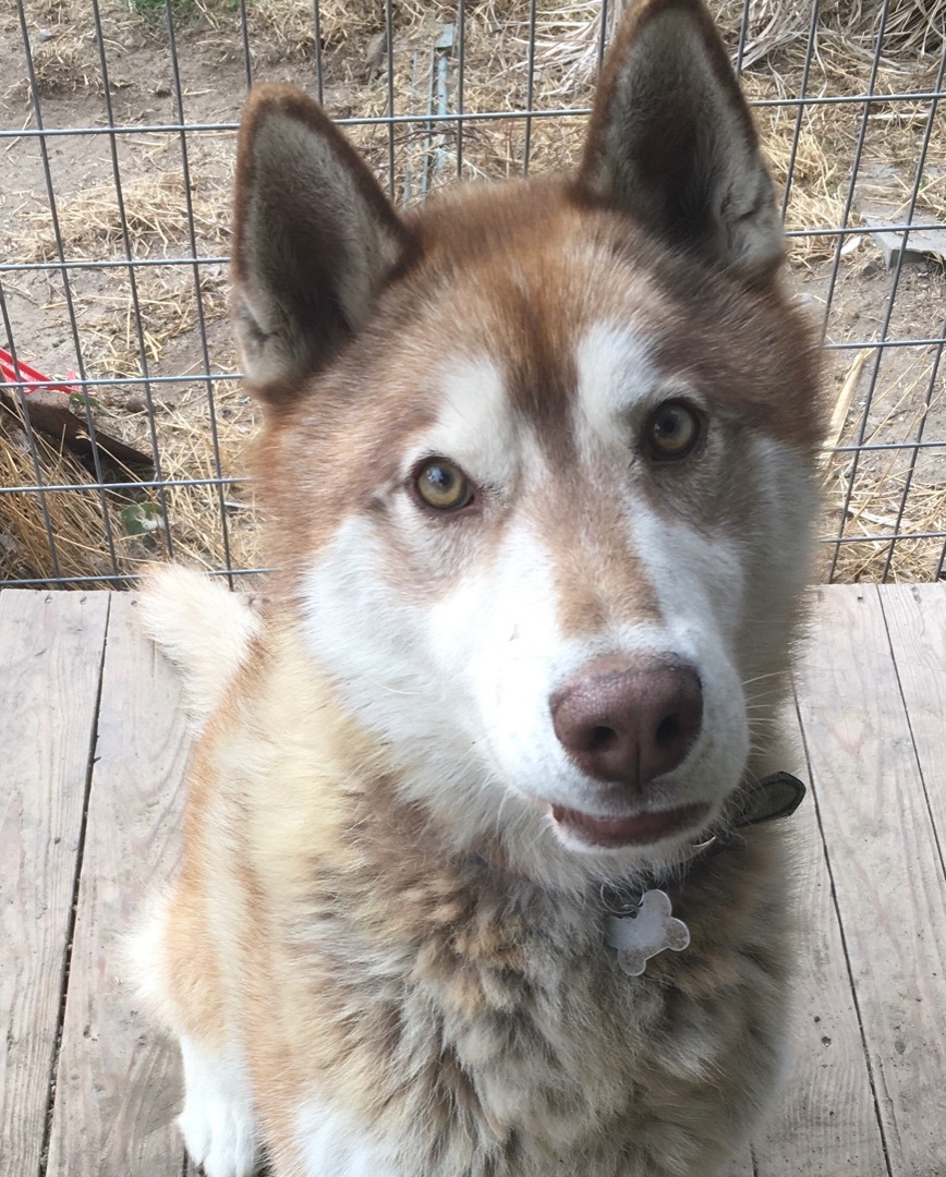 Enlarge TOBY , a Adoptable Husky in Pittsburg, CA image 5/5