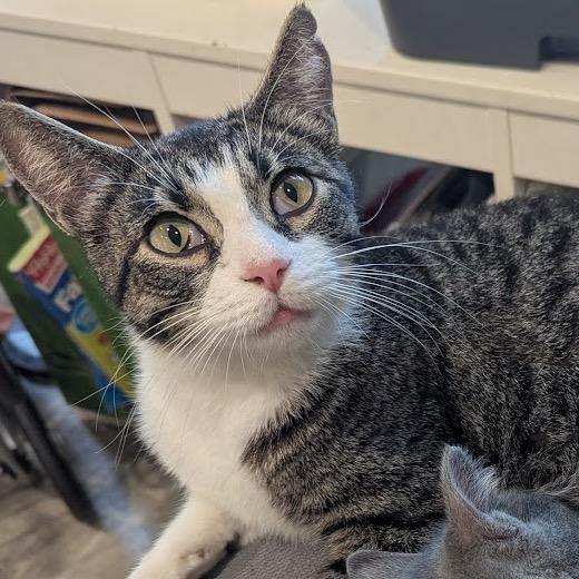 Stella, Adult Female unknown
