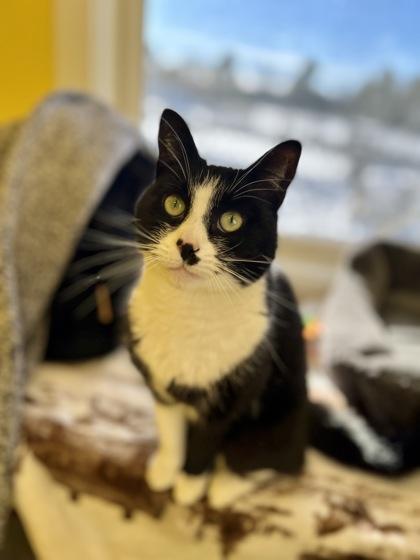 Ms. Kiwi, Adoptable, Adult Female Domestic Short Hair & Domestic Short Hair.