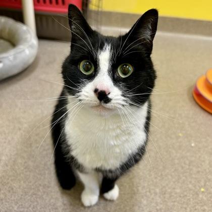 Ms. Kiwi, a Adoptable mixed breed in East Montpelier, VT image 2/2