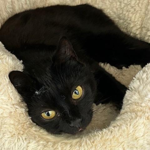 Enlarge Bea, a Adoptable Domestic Short Hair in Poplar Bluff, MO image 1/1
