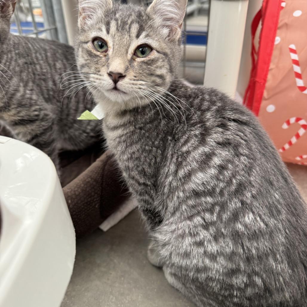 Haku, Adoptable, Kitten Male Domestic Short Hair.