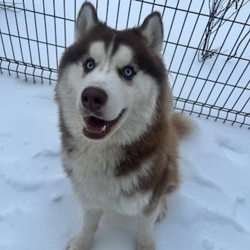 Enlarge Budapest (ID 49871/82), an adopted Husky in Manassas, VA image 2/4