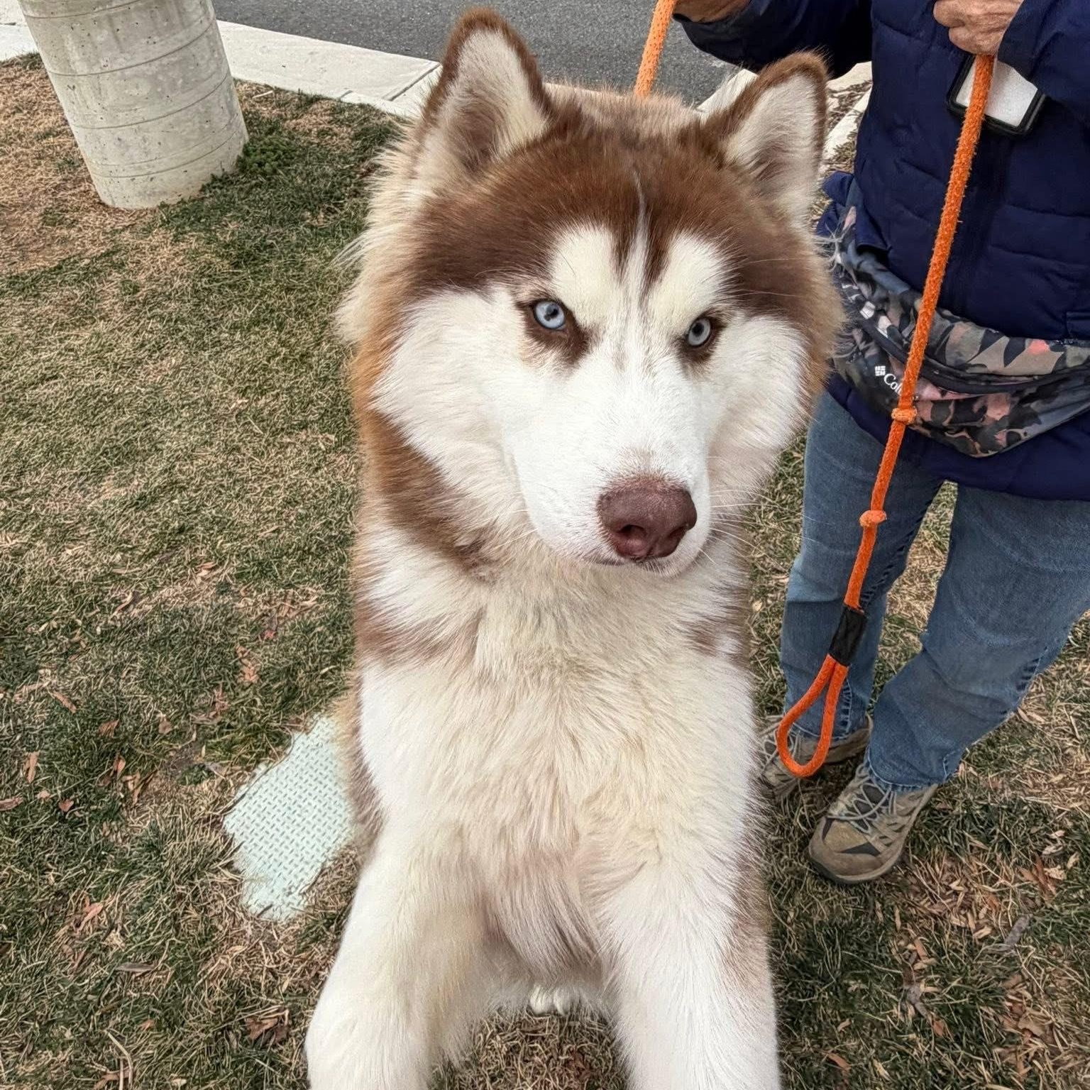 Enlarge Budapest (ID 49871/82), an adopted Husky in Manassas, VA image 4/4