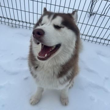Enlarge Budapest (ID 49871/82), an adopted Husky in Manassas, VA image 3/4