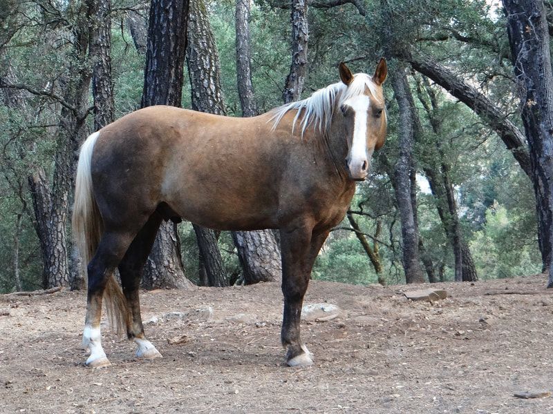 Enlarge Jack - Project Horse , a Adoptable Mustang in Pilot Hill, CA image 1/1