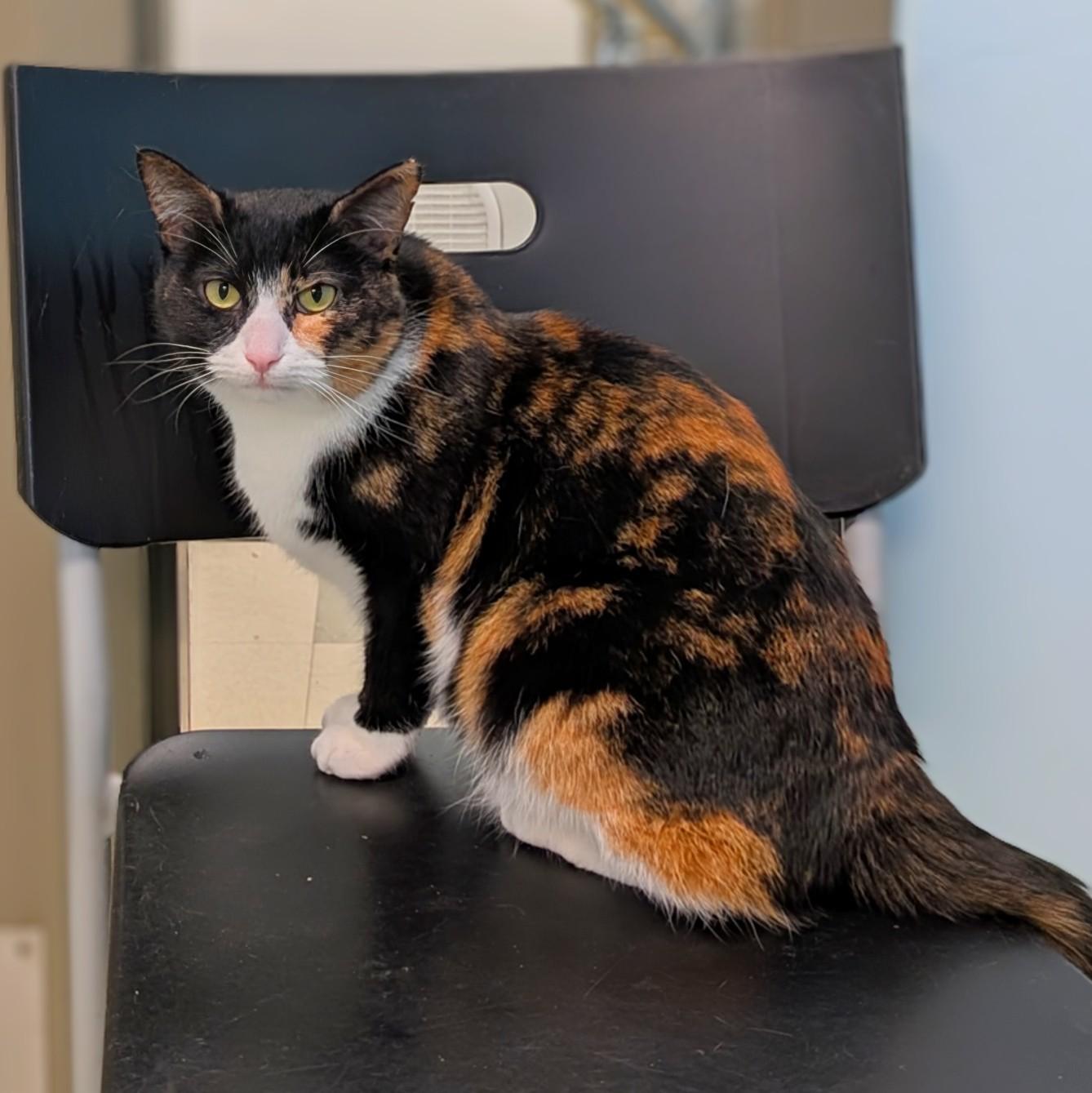 Kyleigh, Adoptable, Young Female Calico.