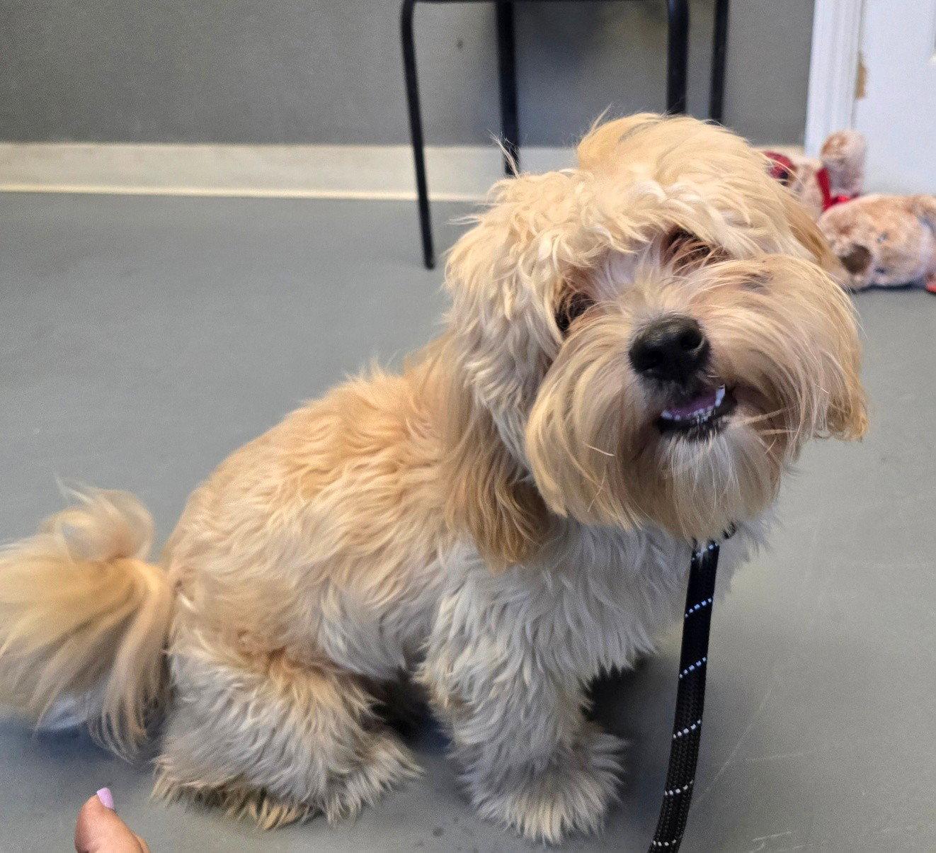 Canelo, Adoptable, Adult Male Shih Tzu & Poodle.