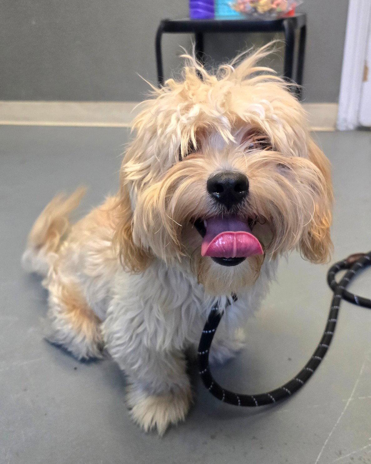 Canelo, Adopted, Adult Male Shih Tzu & Poodle.