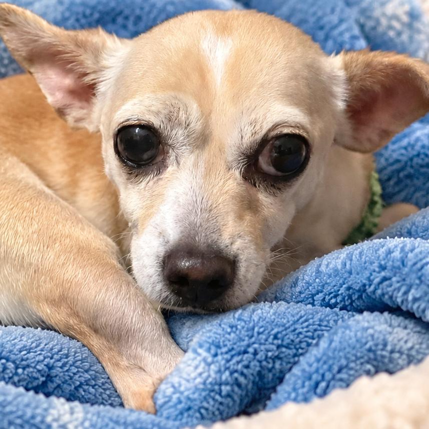 Enlarge Tipsy, a Adoptable Chihuahua in Hudson, IL image 1/2
