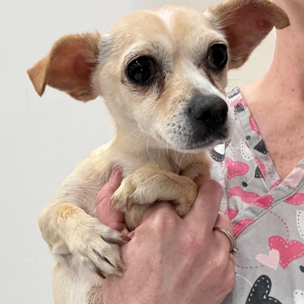 Enlarge Tipsy, a Adoptable Chihuahua in Hudson, IL image 2/2