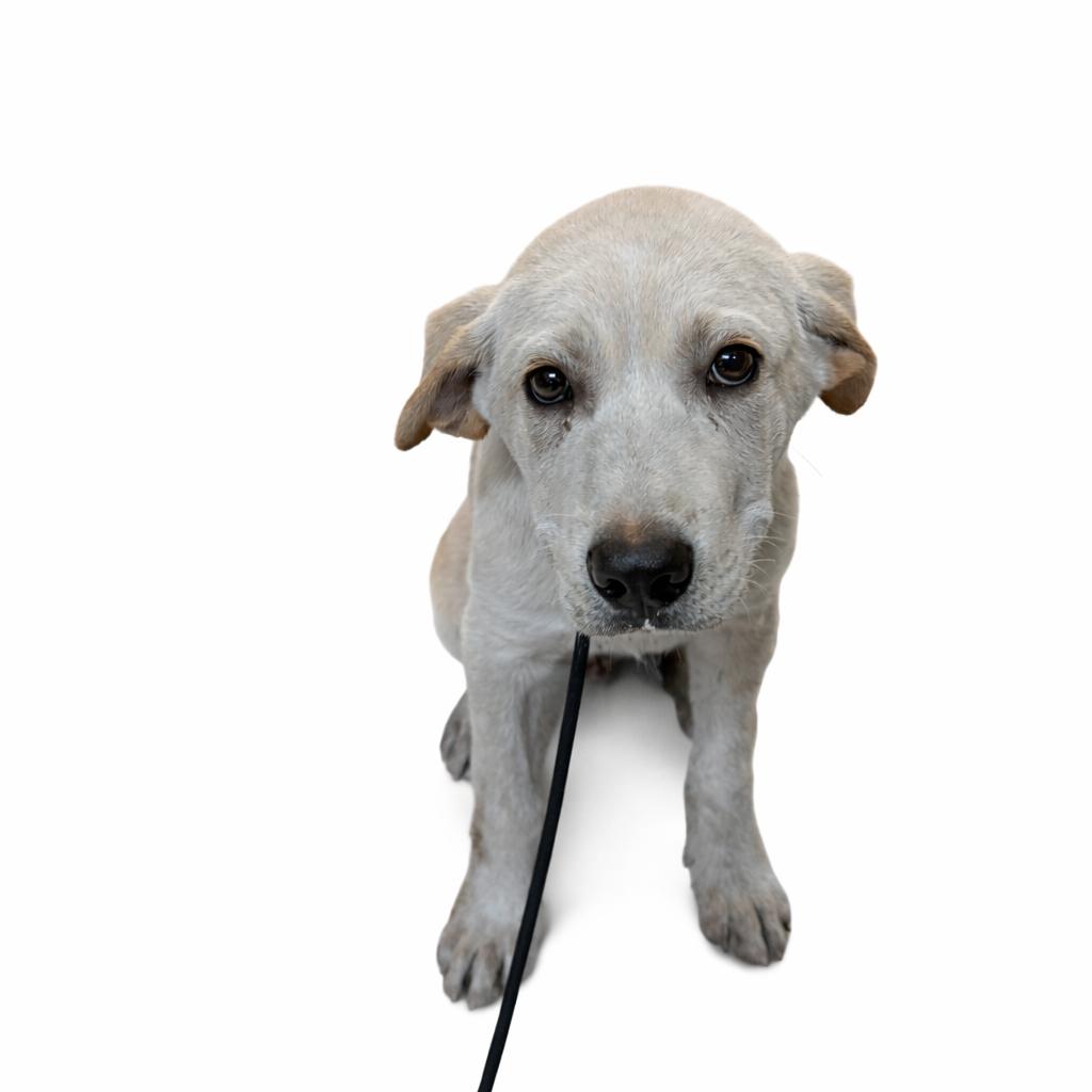 Jack P46129, Adoptable, Young Male Labrador Retriever & Mixed Breed.
