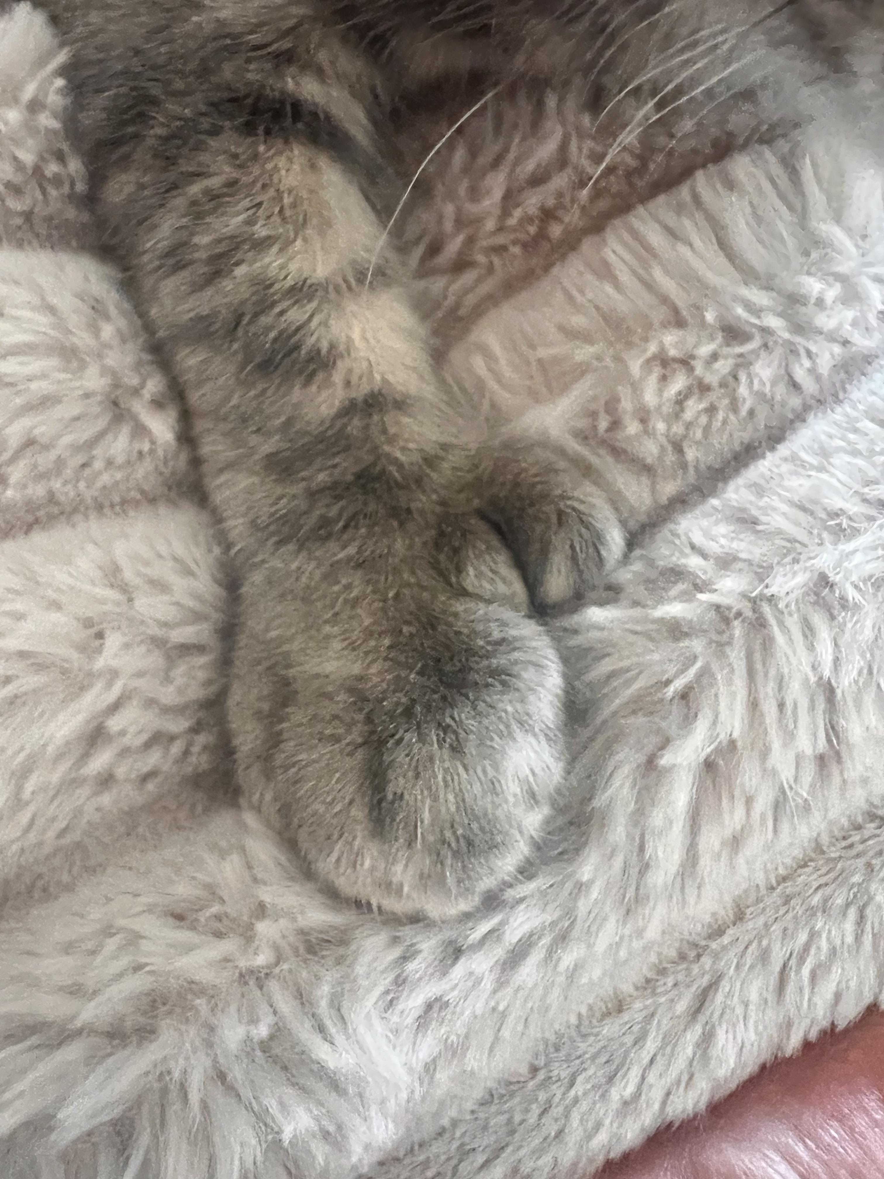 Enlarge Sir Mighty Mittens (Polydactyl), a Adoptable mixed breed in Ripon, CA image 2/2