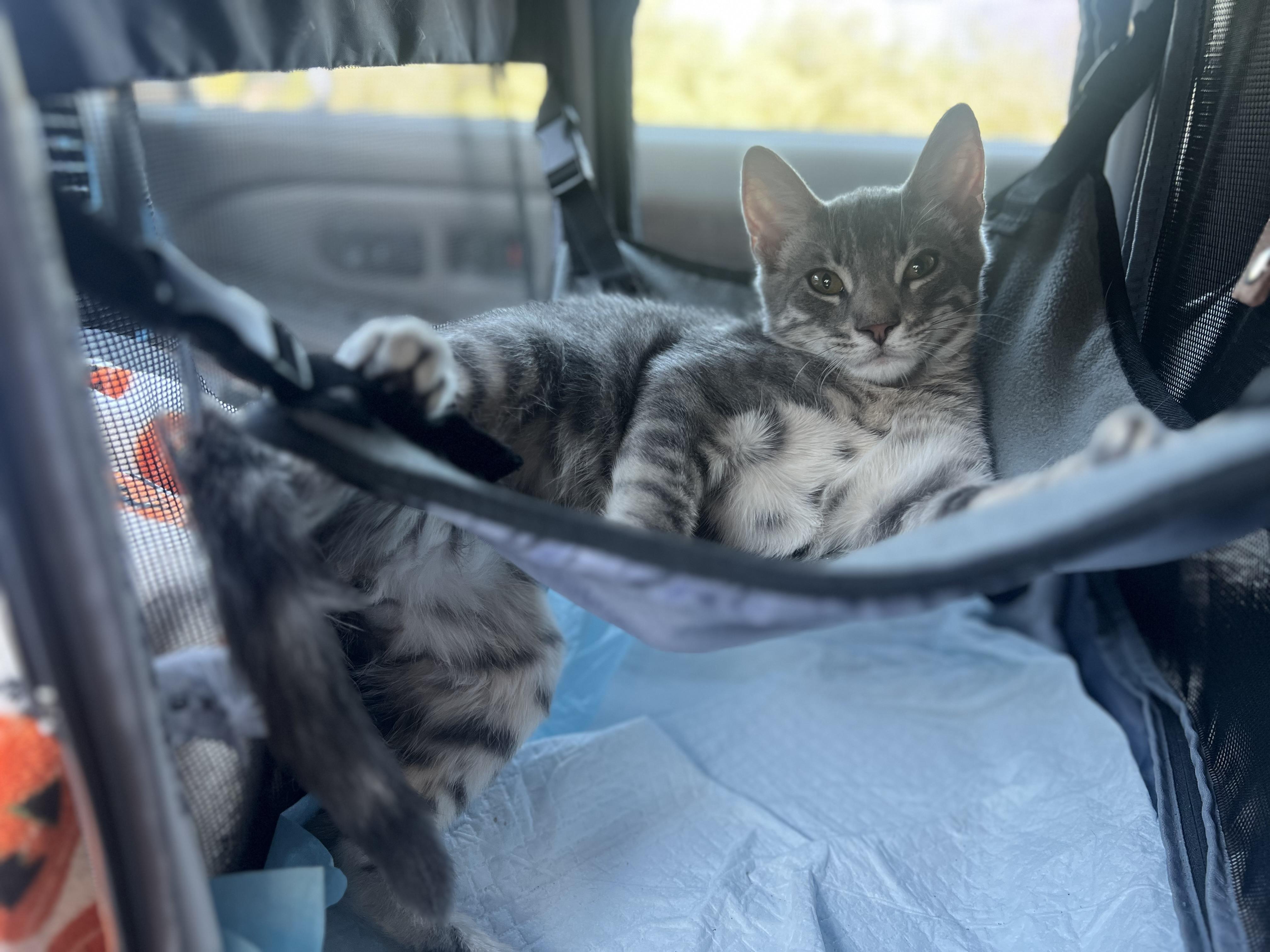 Sir Mighty Mittens (Polydactyl), Adoptable, Young Male Tabby & Extra-Toes Cat / Hemingway Polydactyl.