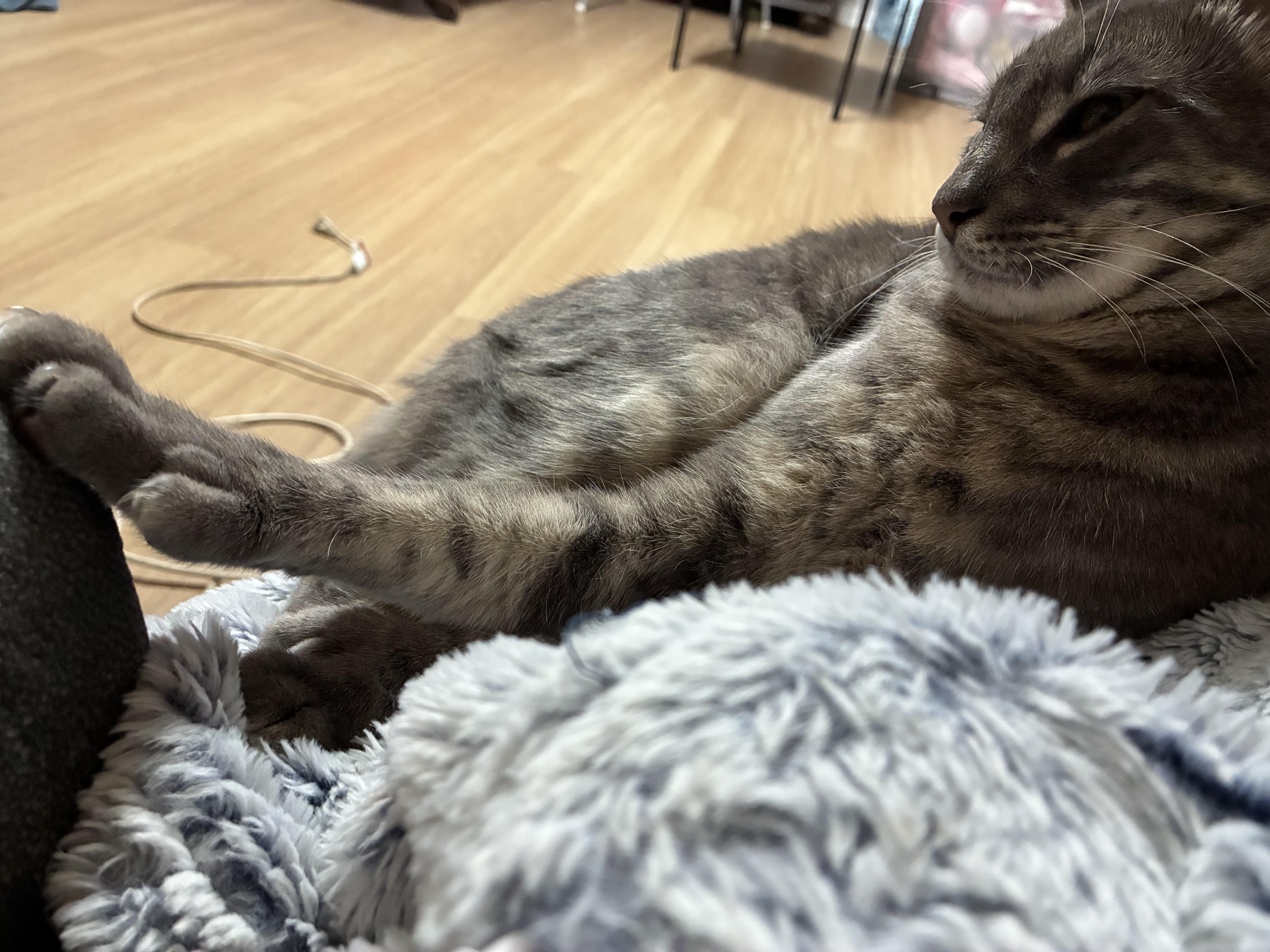 Enlarge Sir Mighty Mittens (Polydactyl), an adoptable mixed breed in Ripon, CA image 3/5