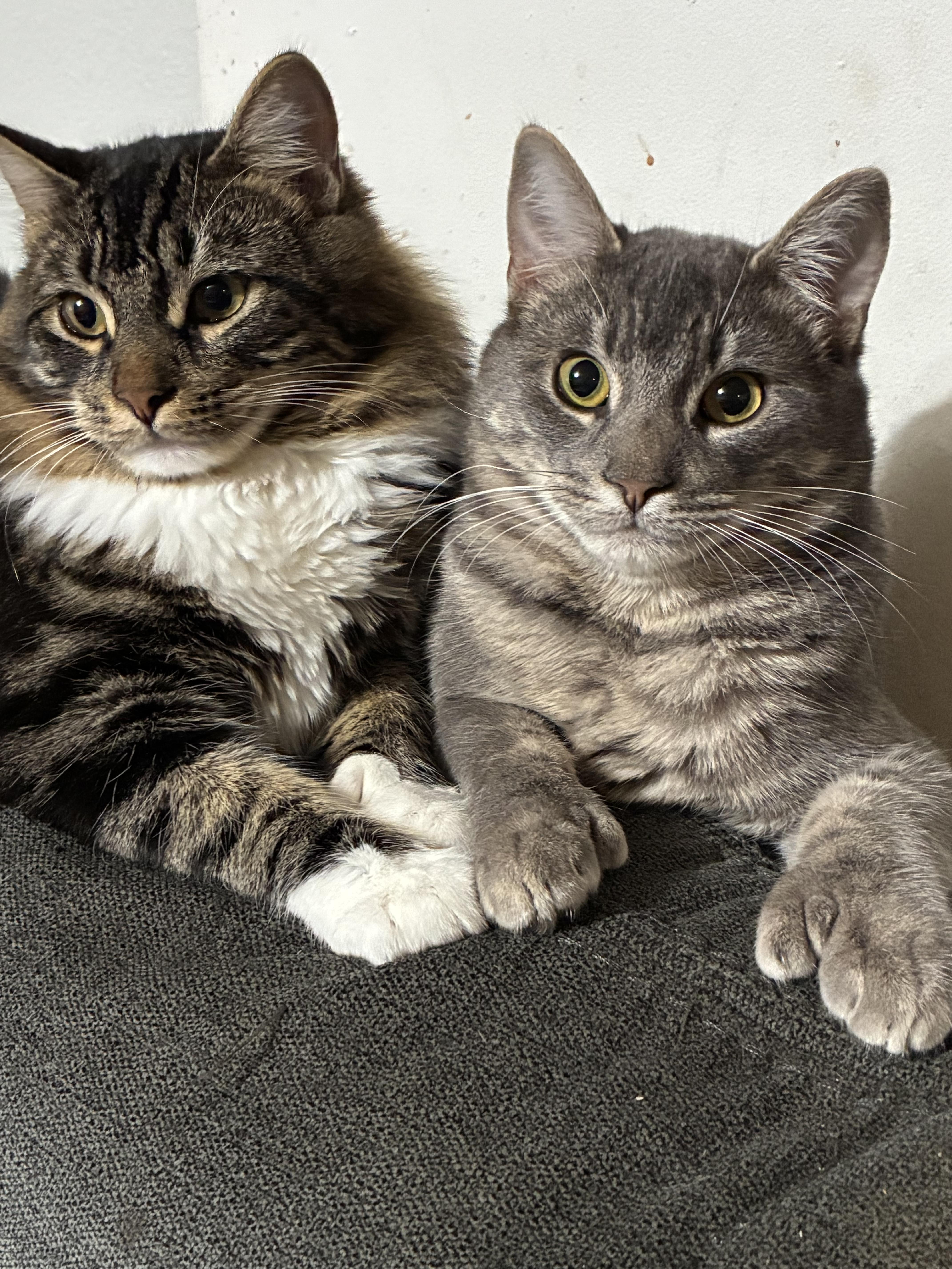 Enlarge Sir Mighty Mittens (Polydactyl), an adoptable mixed breed in Ripon, CA image 4/5
