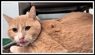 V.A. BEACH, Adoptable, Young Male Domestic Medium Hair.