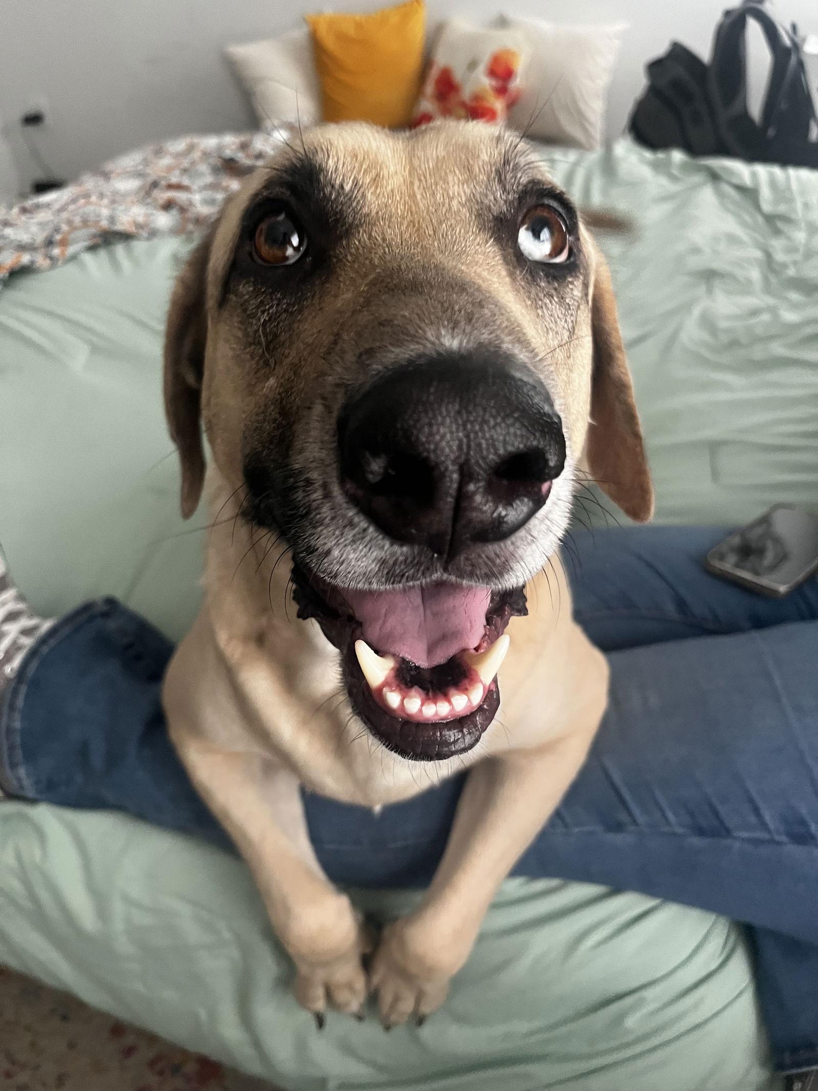 Leo, a Adoptable mixed breed in The Woodlands, TX image 1/6