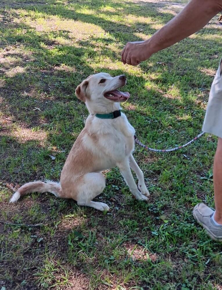 Enlarge Dobby, a Adoptable mixed breed in Gillsville, GA image 1/5