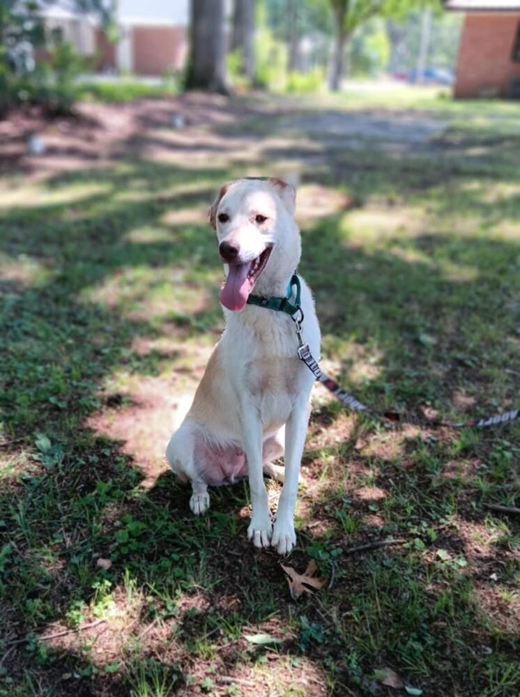 Enlarge Dobby, a Adoptable mixed breed in Gillsville, GA image 4/5