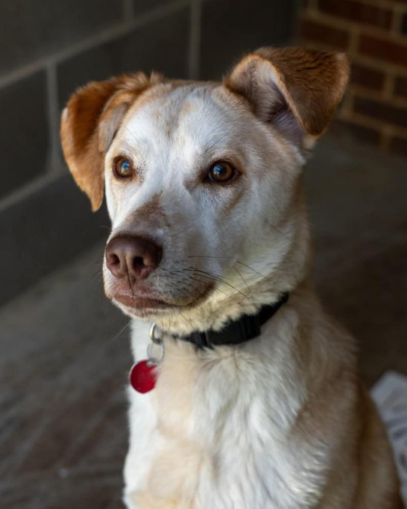 Enlarge Dobby, a Adoptable mixed breed in Gillsville, GA image 5/5