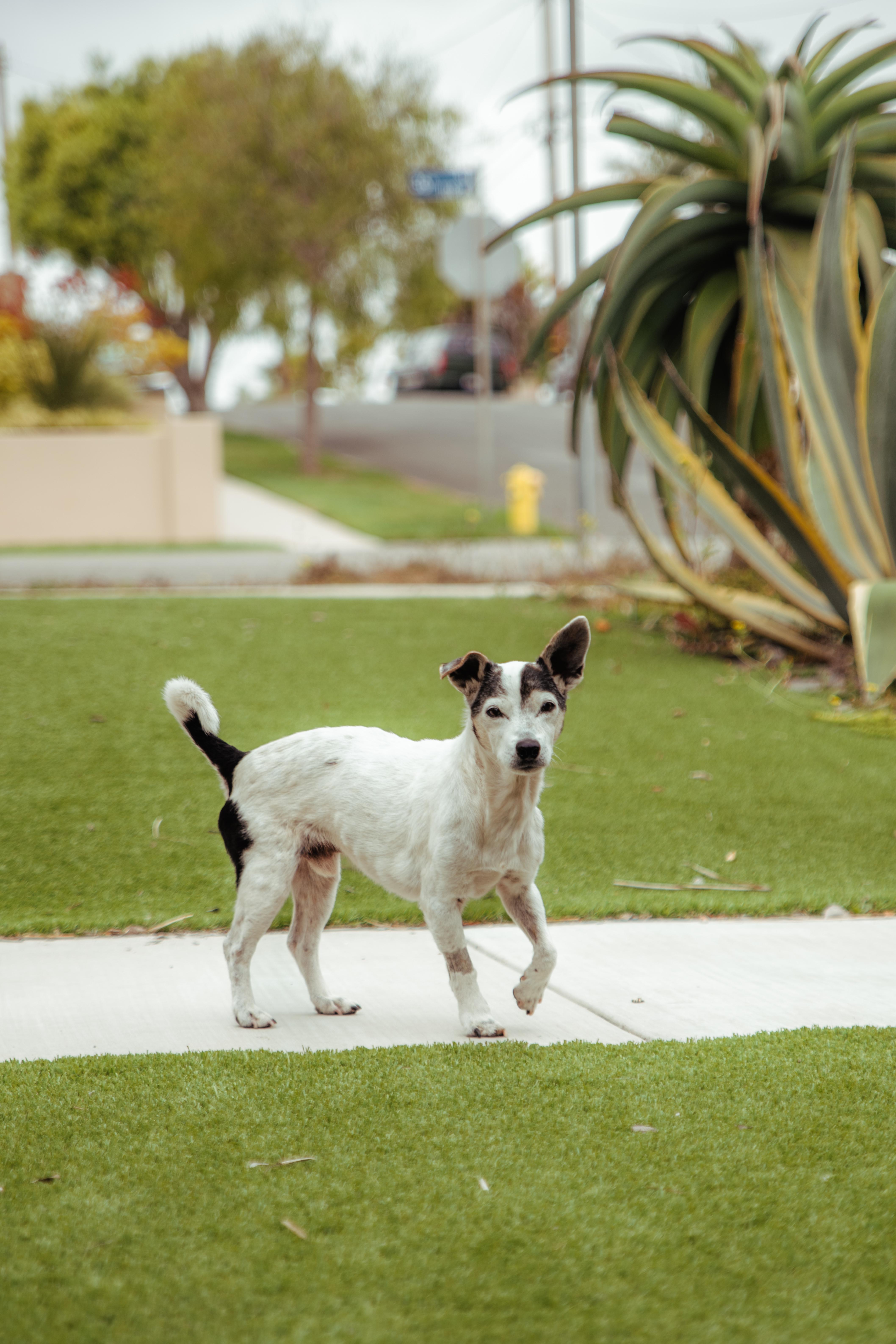 Enlarge Sonic, a Adoptable Jack Russell Terrier in West Hollywood, CA image 4/6