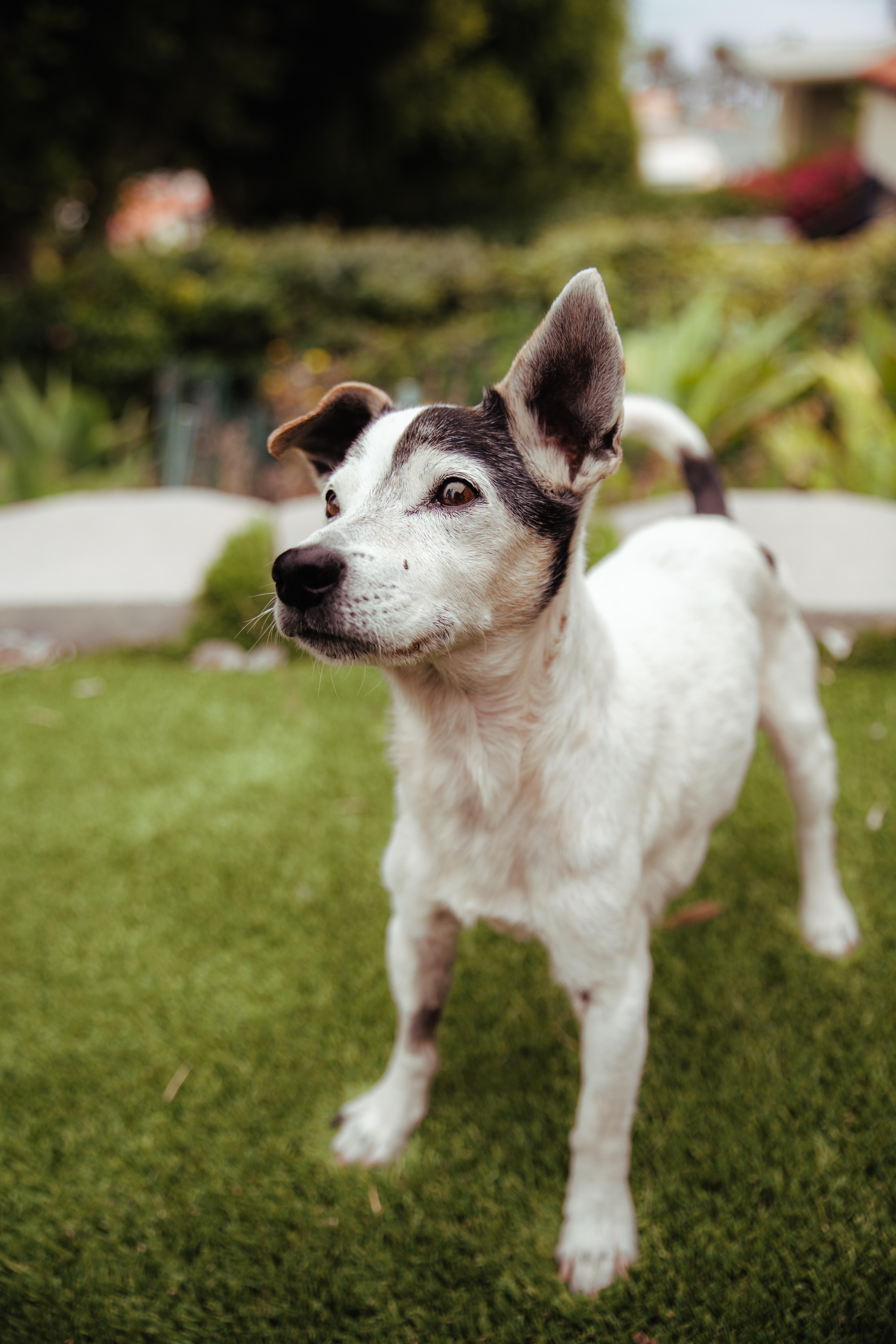 Enlarge Sonic, a Adoptable Jack Russell Terrier in West Hollywood, CA image 5/6