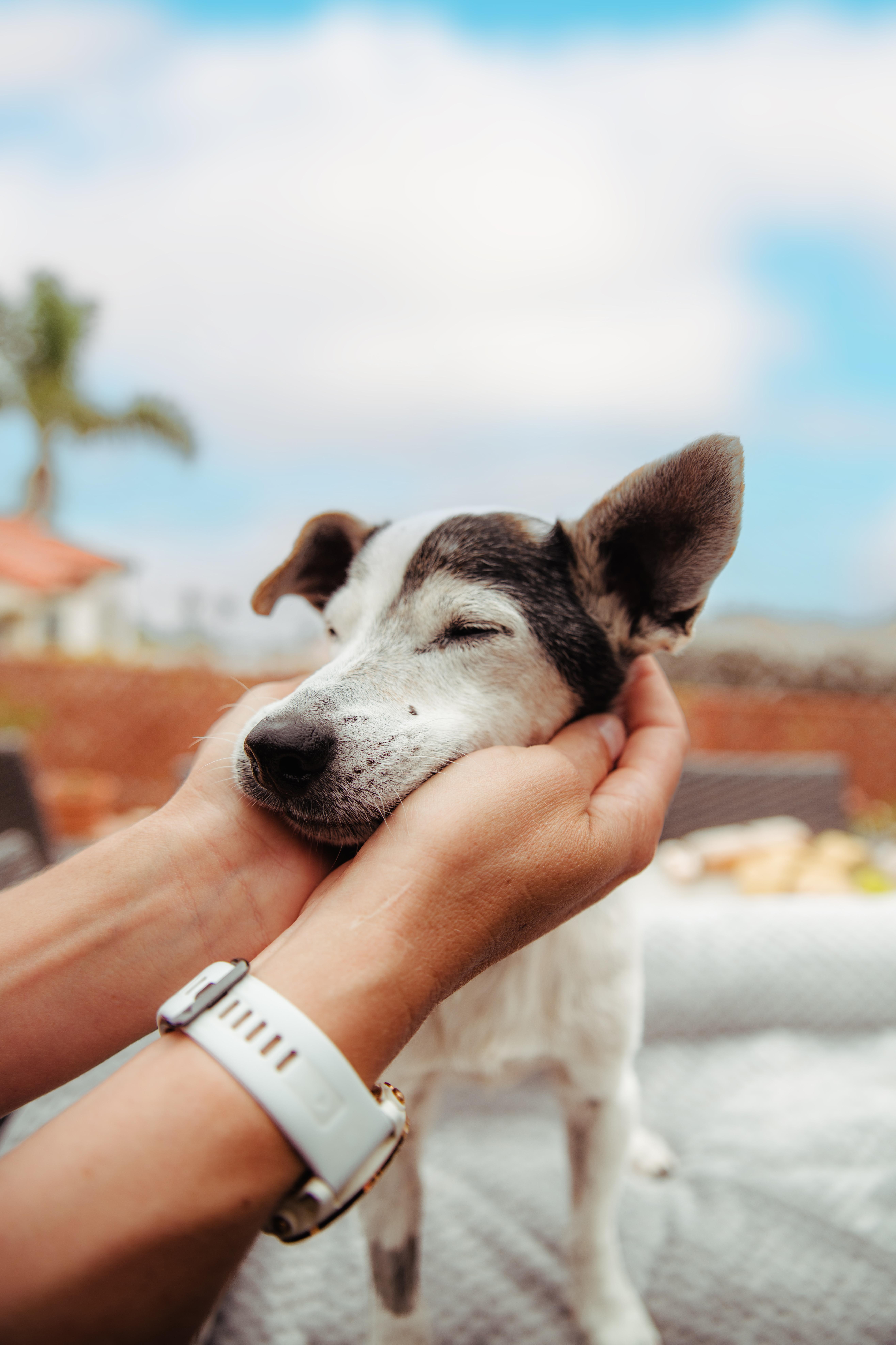 Enlarge Sonic, a Adoptable Jack Russell Terrier in West Hollywood, CA image 1/6