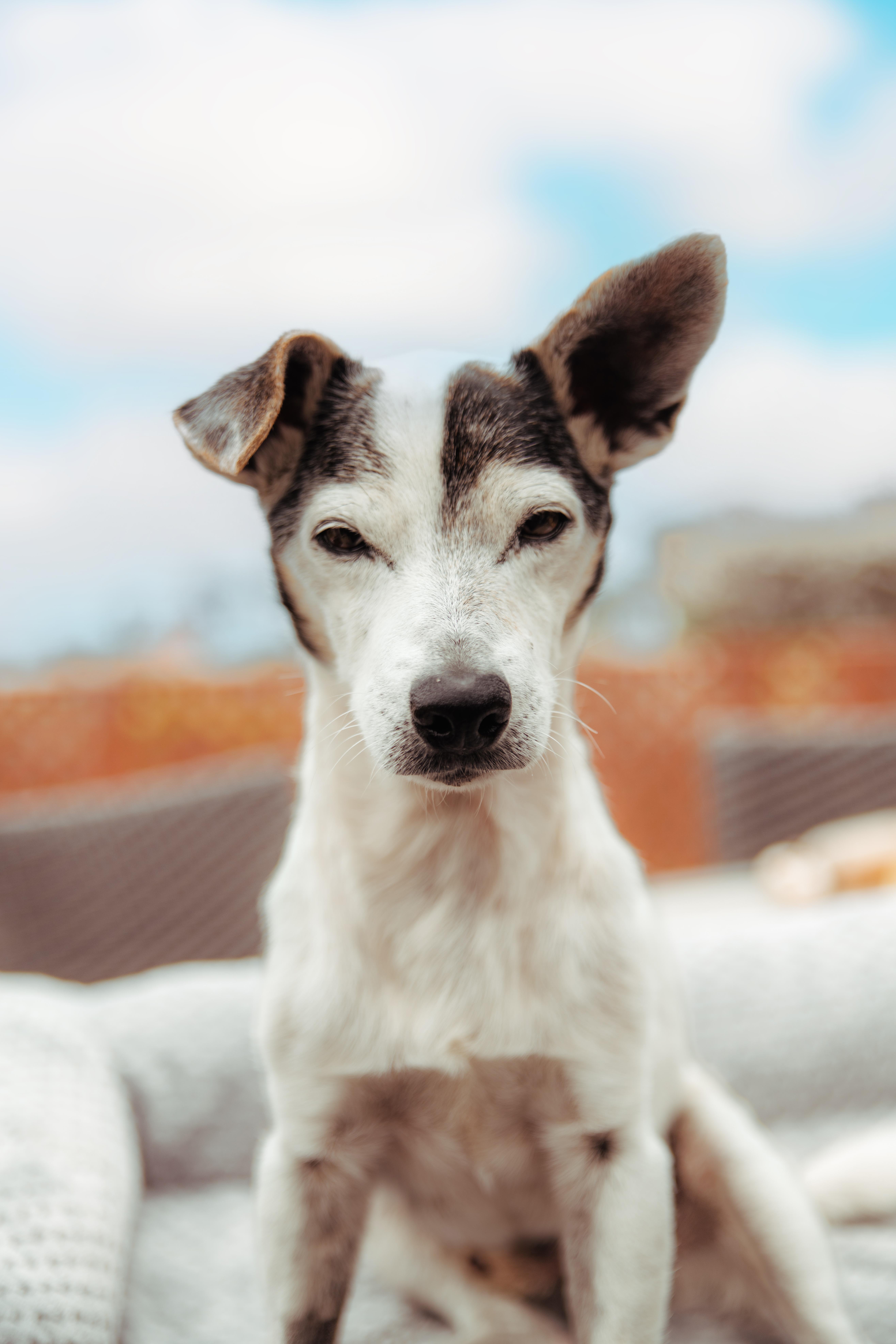 Enlarge Sonic, a Adoptable Jack Russell Terrier in West Hollywood, CA image 2/6